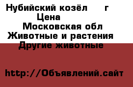 Нубийский козёл (1,4г.). › Цена ­ 5 000 - Московская обл. Животные и растения » Другие животные   